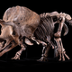 The Big John Triceratops fossil.